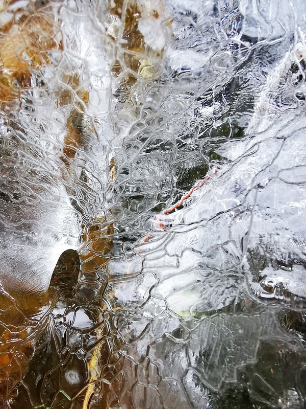 Quelles sont les astuces pour créer un jardin d'intérieur hivernal, avec des plantes résistantes au froid ?