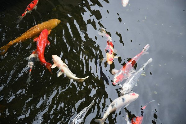 Comment créer un jardin thérapeutique basé sur les principes du Feng Shui ?